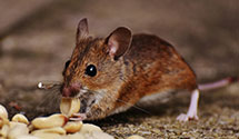 24 Hour & Emergency Exterminators in Momeyer, NC